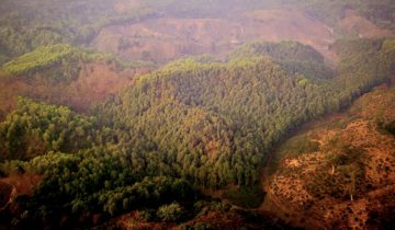 History of Agarwood in Sylhet